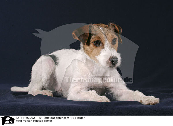 liegender Parson Russell Terrier / lying Parson Russell Terrier / RR-03002