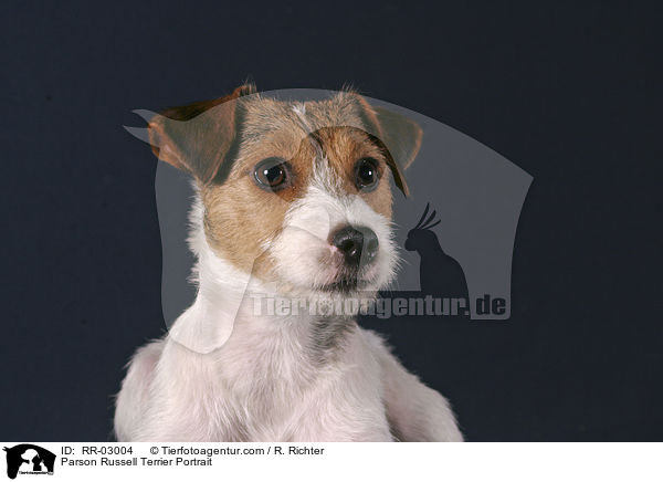 Parson Russell Terrier Portrait / Parson Russell Terrier Portrait / RR-03004