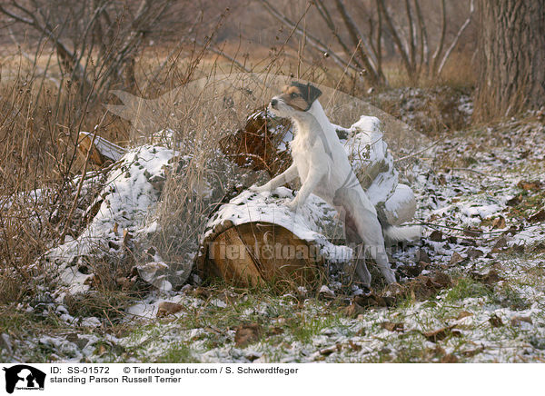 stehender Parson Russell Terrier / standing Parson Russell Terrier / SS-01572