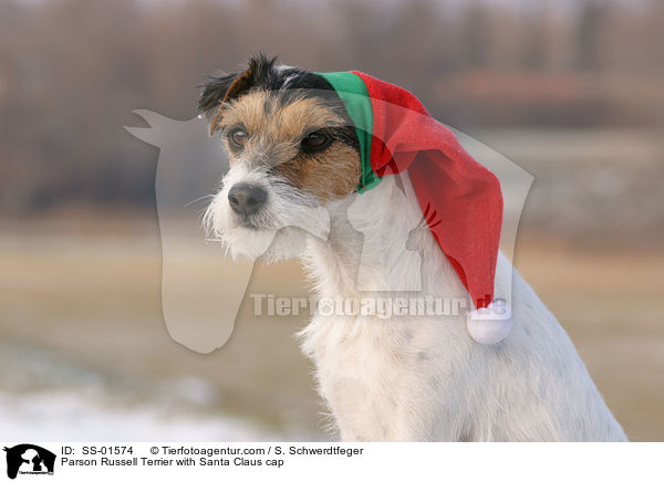 Parson Russell Terrier mit Weihnachtsmtze / Parson Russell Terrier with Santa Claus cap / SS-01574