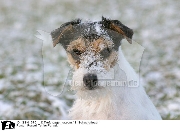 Parson Russell Terrier Portrait / SS-01575