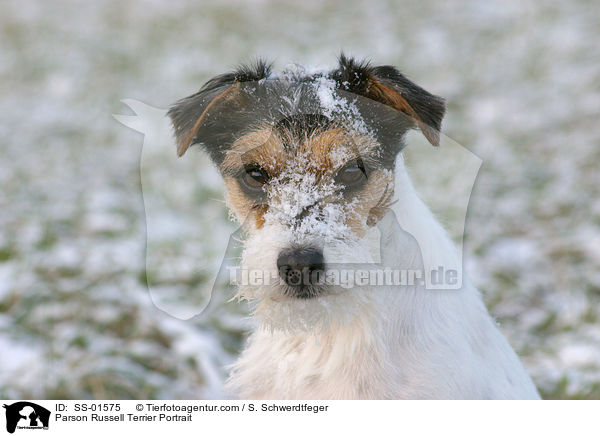 Parson Russell Terrier Portrait / Parson Russell Terrier Portrait / SS-01575