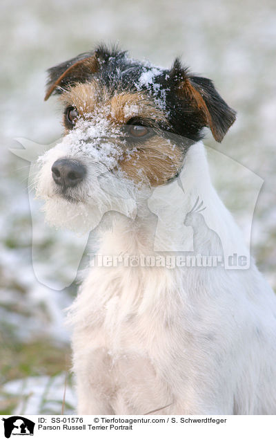 Parson Russell Terrier Portrait / Parson Russell Terrier Portrait / SS-01576