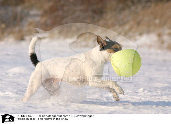 Parson Russell Terrier spielt im Schnee / Parson Russell Terrier plays in the snow / SS-01578