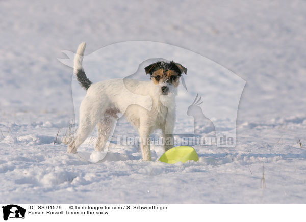 Parson Russell Terrier im Schnee / Parson Russell Terrier in the snow / SS-01579