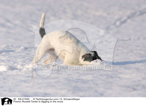 Parson Russell Terrier buddelt im Schnee / Parson Russell Terrier is digging in the snow / SS-01580