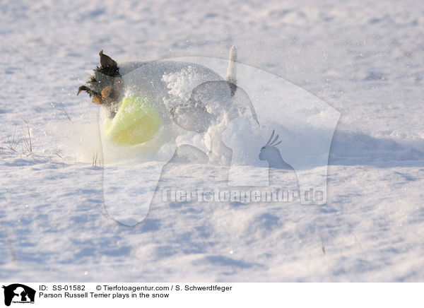 Parson Russell Terrier spielt im Schnee / Parson Russell Terrier plays in the snow / SS-01582