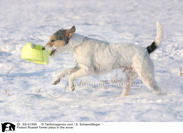 Parson Russell Terrier spielt im Schnee / Parson Russell Terrier plays in the snow / SS-01584