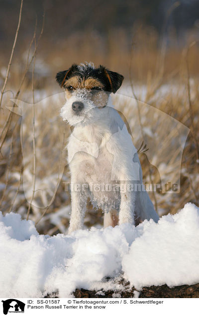 Parson Russell Terrier im Schnee / Parson Russell Terrier in the snow / SS-01587