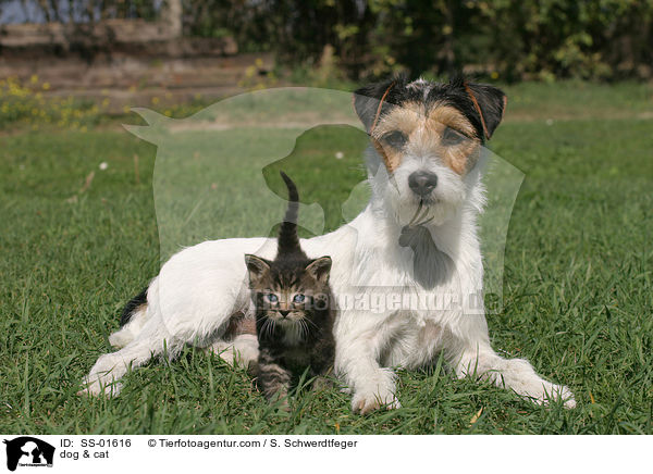 dog & cat / SS-01616