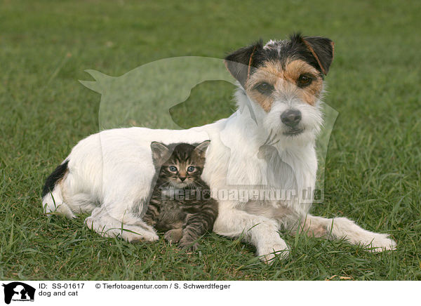 Hund und Katze / dog and cat / SS-01617