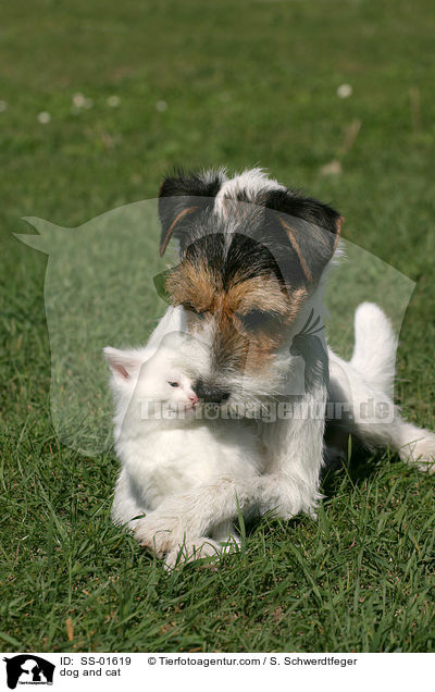 dog and cat / SS-01619