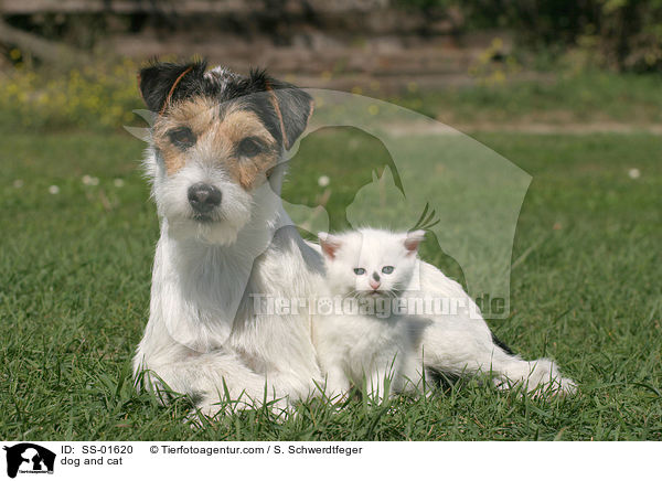 Hund und Katze / dog and cat / SS-01620