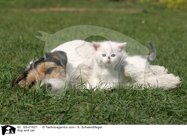 Hund und Katze / dog and cat / SS-01621