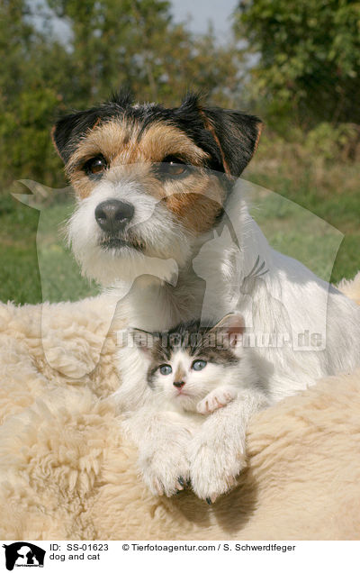 Hund und Katze / dog and cat / SS-01623