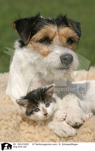 Hund und Katze / dog and cat / SS-01625