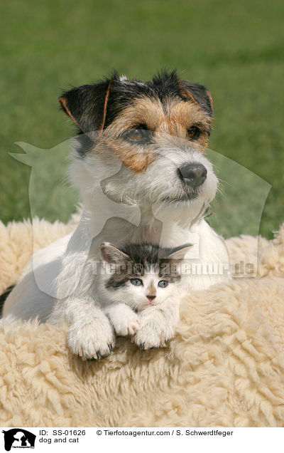 Hund und Katze / dog and cat / SS-01626