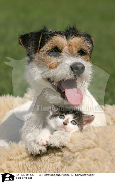 dog and cat / SS-01627