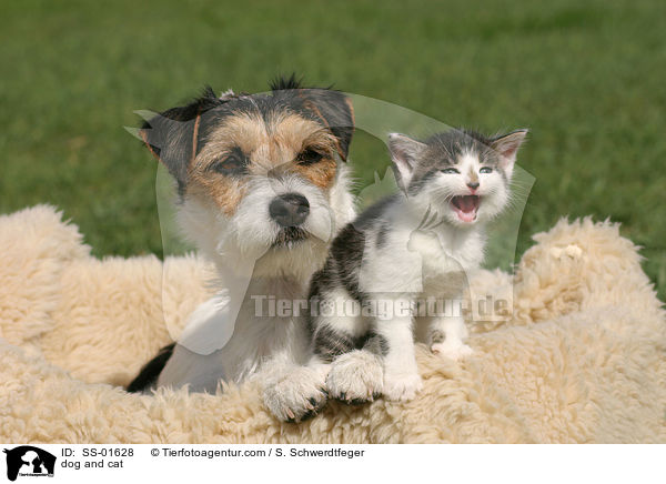 dog and cat / SS-01628