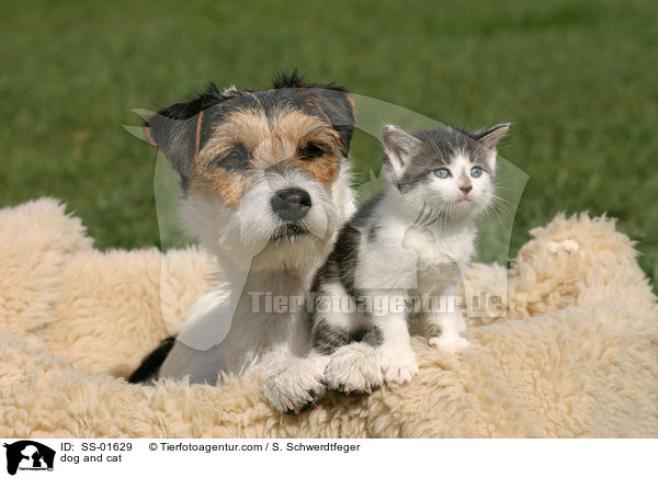 dog and cat / SS-01629