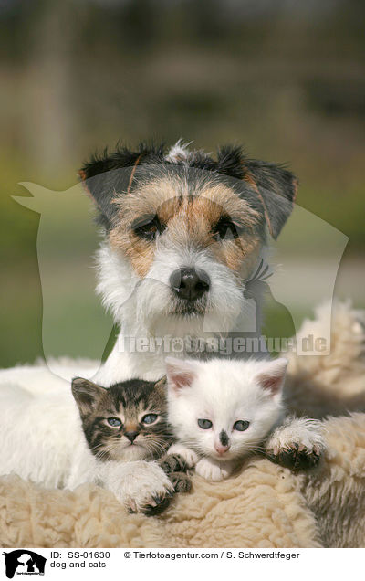 dog and cats / SS-01630