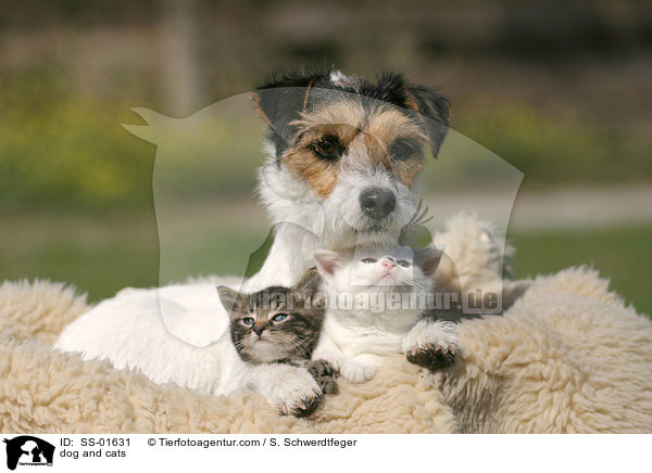 dog and cats / SS-01631