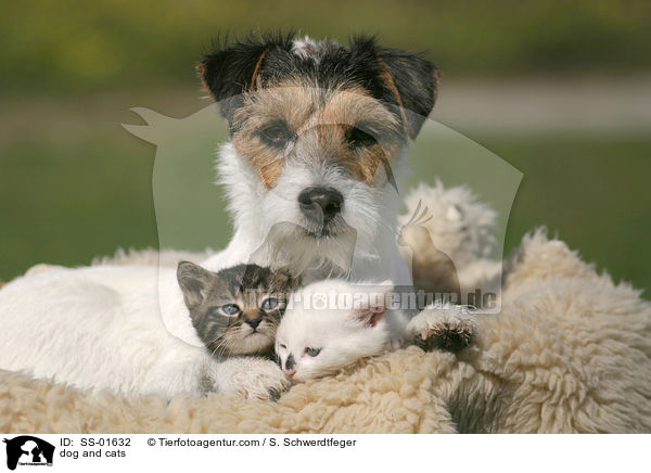 Hund und Katzen / dog and cats / SS-01632