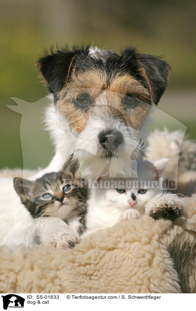 Hund & Katze / dog & cat / SS-01633