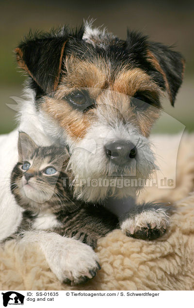 dog and cat / SS-01635