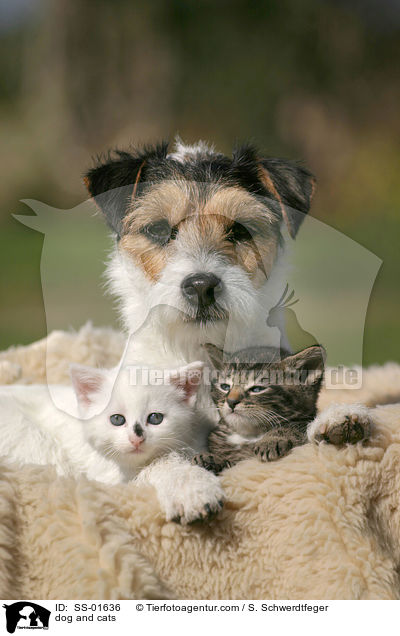 dog and cats / SS-01636