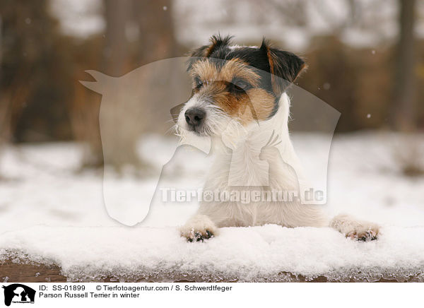 Parson Russell Terrier im Winter / Parson Russell Terrier in winter / SS-01899