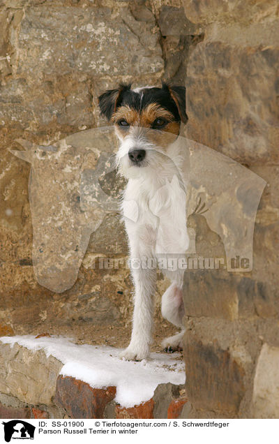 Parson Russell Terrier im Winter / Parson Russell Terrier in winter / SS-01900
