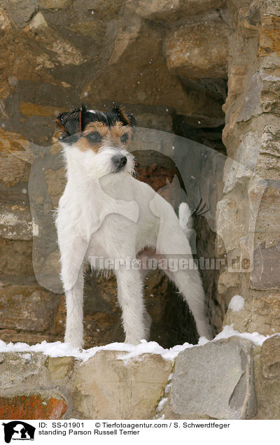 stehender Parson Russell Terrier / standing Parson Russell Terrier / SS-01901