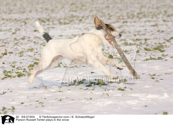 Parson Russell Terrier spielt im Schnee / Parson Russell Terrier plays in the snow / SS-01904