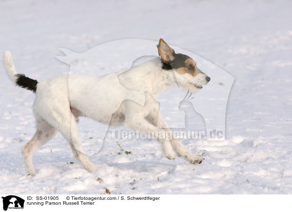 rennender Parson Russell Terrier / running Parson Russell Terrier / SS-01905