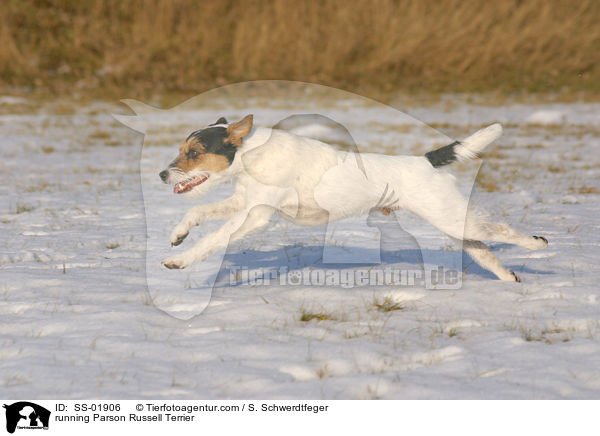rennender Parson Russell Terrier / running Parson Russell Terrier / SS-01906