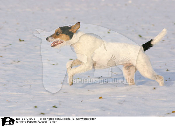 rennender Parson Russell Terrier / running Parson Russell Terrier / SS-01908