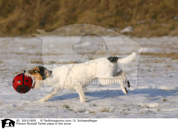 Parson Russell Terrier spielt im Schnee / Parson Russell Terrier plays in the snow / SS-01909