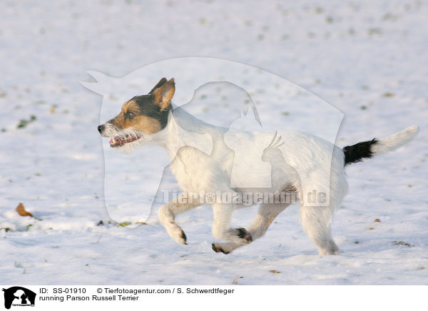 rennender Parson Russell Terrier / running Parson Russell Terrier / SS-01910