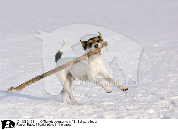 Parson Russell Terrier spielt im Schnee / Parson Russell Terrier plays in the snow / SS-01911