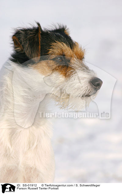 Parson Russell Terrier Portrait / Parson Russell Terrier Portrait / SS-01912