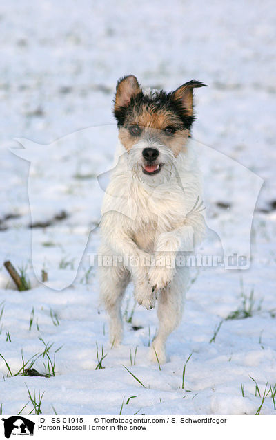 Parson Russell Terrier im Schnee / Parson Russell Terrier in the snow / SS-01915