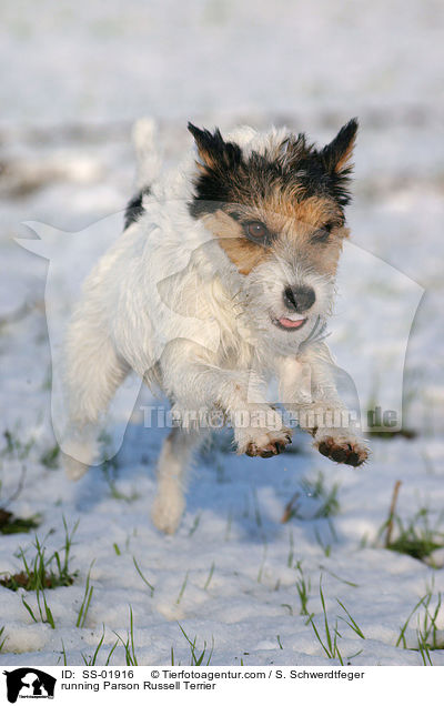 rennender Parson Russell Terrier / running Parson Russell Terrier / SS-01916