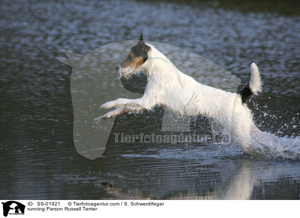 rennender Parson Russell Terrier / running Parson Russell Terrier / SS-01921