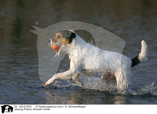 spielender Parson Russell Terrier / playing Parson Russell Terrier / SS-01923