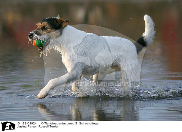 spielender Parson Russell Terrier / playing Parson Russell Terrier / SS-01924