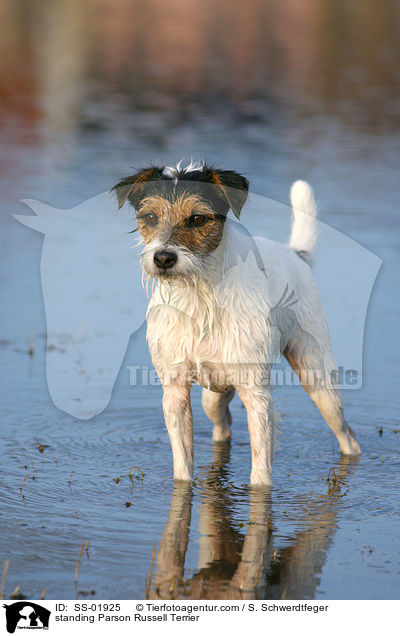 stehender Parson Russell Terrier / standing Parson Russell Terrier / SS-01925