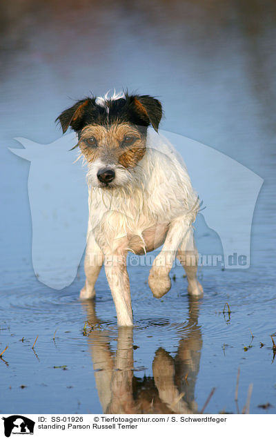 stehender Parson Russell Terrier / standing Parson Russell Terrier / SS-01926