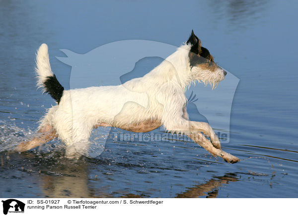rennender Parson Russell Terrier / running Parson Russell Terrier / SS-01927