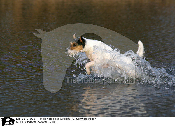 rennender Parson Russell Terrier / running Parson Russell Terrier / SS-01928